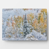 Kleur van de spens- en sneeuwbalpas fotoplaat (voorkant)