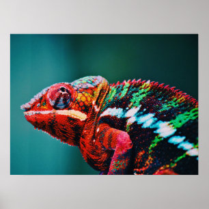 Kleur veranderende regenboogkameleon Reptile Poster