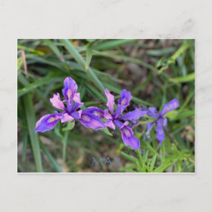 KLEURCELEBRATIE VAN CALIFORNIA: MAG BRIEFKAARTEN