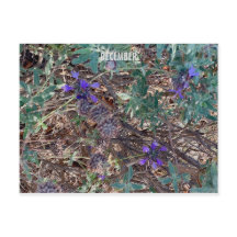 KLEURCELEBRATIE VOOR CALIFORNIË: DECEMBER BRIEFKAA