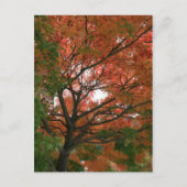 Kleuren Briefkaart (Voorkant)