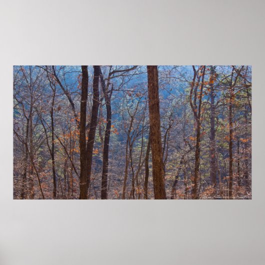 Kleuren in het winterbos op het Poster van Dawn (Voorkant)