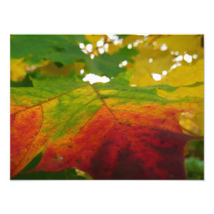 Kleuren van de Natuur "Maple Leaf Autumn" Fotograf Foto Afdruk
