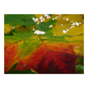Kleuren van de Natuur "Maple Leaf Autumn" Fotograf Perfect Poster