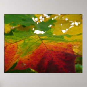 Kleuren van de Natuur "Maple Leaf Autumn" Fotograf Poster