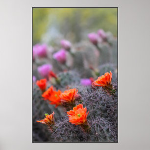 Kleuren van de woestijn poster