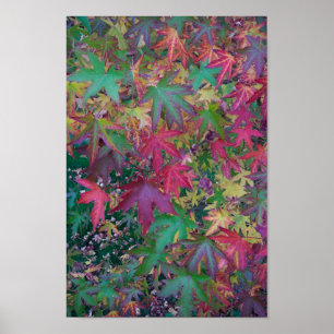 Kleuren van Herfst Poster