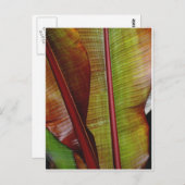 Kleuren van het Oerwoud Briefkaart (Voorkant / Achterkant)