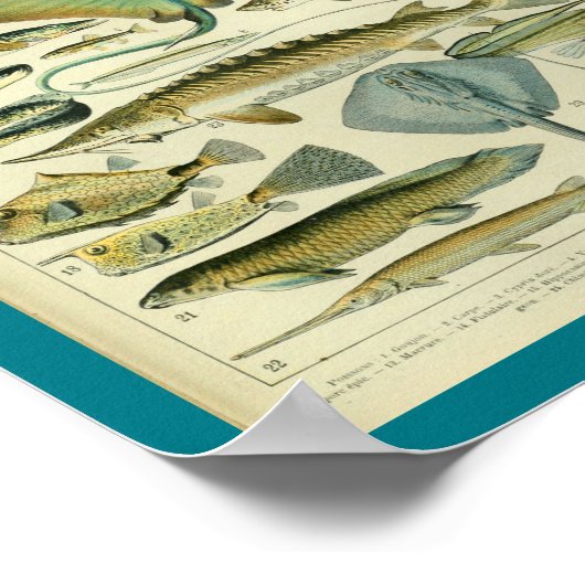  kleurenafdruk vis poster (Hoek)