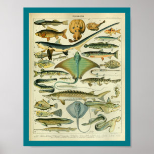 kleurenafdruk vis poster