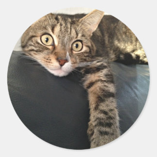 Kleurenfoto van kat die ontspannen ronde sticker