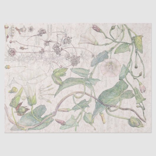 Kleurenpapier voor goudbloem tissuepapier (Voorkant)