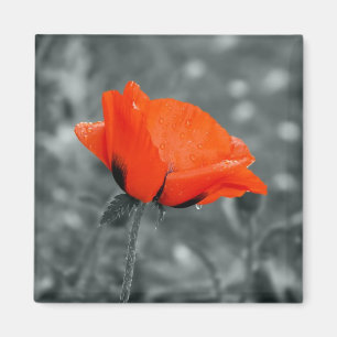 Kleurensleutel Poppy Magnet Magneet