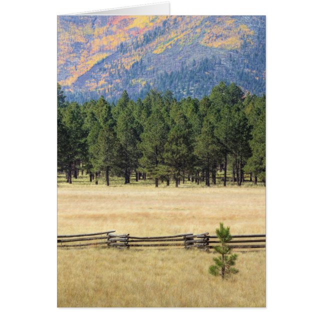 Kleurenveld (Voorkant)