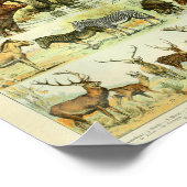 kleurenwilde zoogdieren afdrukken poster (Hoek)