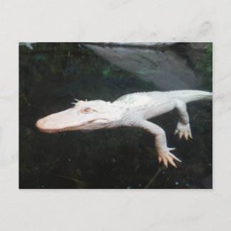 Kleurfoto van albino-zwemmers briefkaart