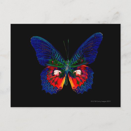 Kleurig Butterfly-ontwerp tegen zwarte achtergrond Briefkaart (Voorkant)