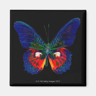 Kleurig Butterfly-ontwerp tegen zwarte achtergrond Magneet