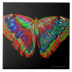 Kleurig Butterfly-ontwerp tegen zwarte achtergrond Tegeltje
