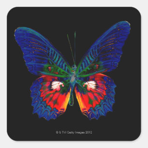 Kleurig Butterfly-ontwerp tegen zwarte achtergrond Vierkante Sticker