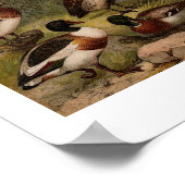 Kleurig  schilderij van eenden poster (Hoek)