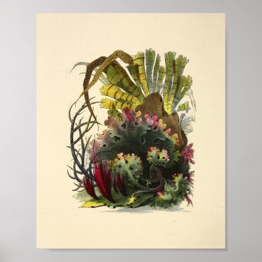 Kleurkoraal Kunststof Ocean Garden Art Afdrukken Poster (Voorkant)