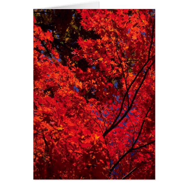 Kleurrijk Autumn-landschap (Voorkant)