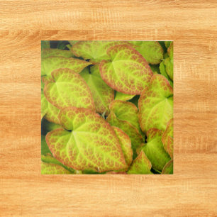 Kleurrijk Barrenwort Plant laat Floral Tegeltje