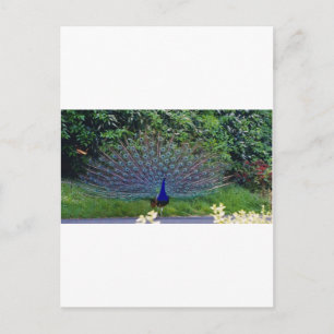 Kleurrijk patroon vogel pauw kunst Indisch lot Briefkaart