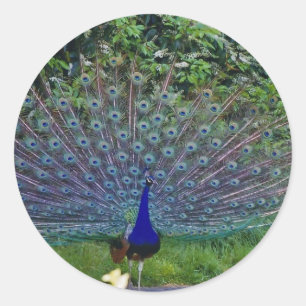 Kleurrijk Patroon Vogel Pauw Kunst Indisch Lot Ronde Sticker