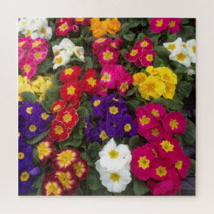 Kleurrijk polyanthus, primroze bloem legpuzzel