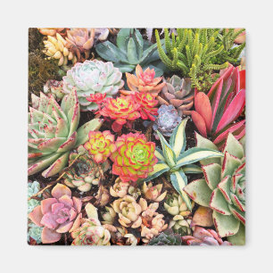 Kleurrijk Succulent Mix Magnet Magneet