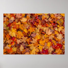 Kleurrijk tapijt, Ontario, Canada Poster