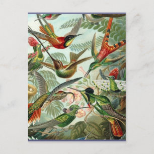 Kleurrijk Vintage kolibrie kunst exotisch tropisch Briefkaart