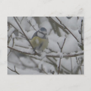 Kleurrijk vogeltje in sneeuw DIY-ansichtkaart Feestdagenkaart