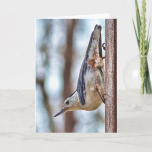 Kleurrijk wit-Breasted Nuthatch Verticaal Kaart