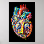 kleurrijke anatomie van het menselijk hart abstrac poster (Voorkant)