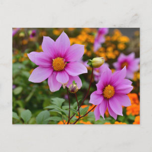 Kleurrijke Blooming Dahlia Bloemen Briefkaart
