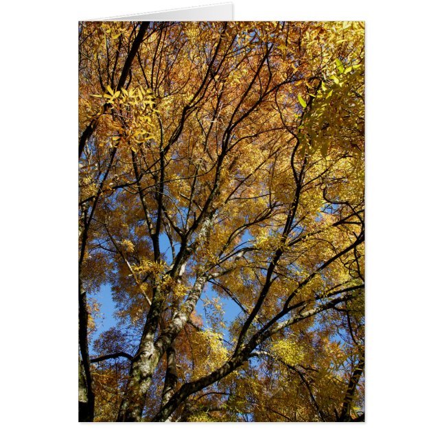 Kleurrijke bomen in het najaar (Voorkant)
