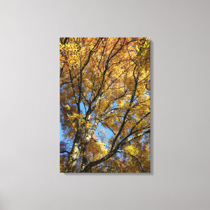Kleurrijke bomen in het najaar canvas afdruk
