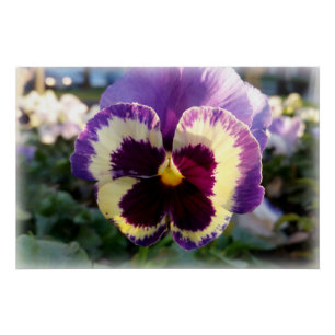 kleurrijke bron Pansy Perfect Poster
