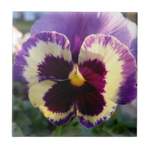 kleurrijke bron Pansy Tegeltje