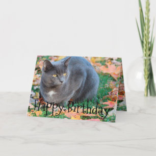 Kleurrijke Cat Kaart