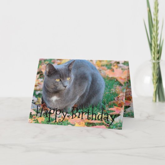 Kleurrijke Cat Kaart (Voorkant)