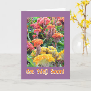 KLEURRIJKE CELOSIA TUIN/ GOED/ TE KRIJGEN KAART