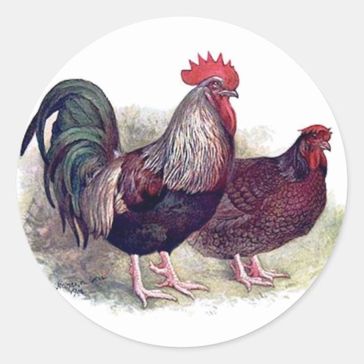 Kleurrijke Chicken Stickers (Voorkant)