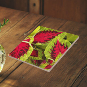 Kleurrijke Coleus Bladeren Bloemrijk Tegeltje