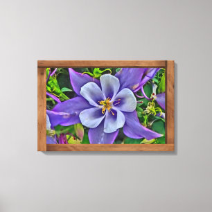 Kleurrijke columbine Colorado bloem canvas kunst