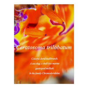 Kleurrijke dorid naaktslak. perfect poster