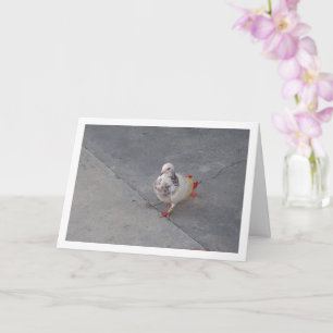 Kleurrijke duif in het klooster van San Miguel Kaart